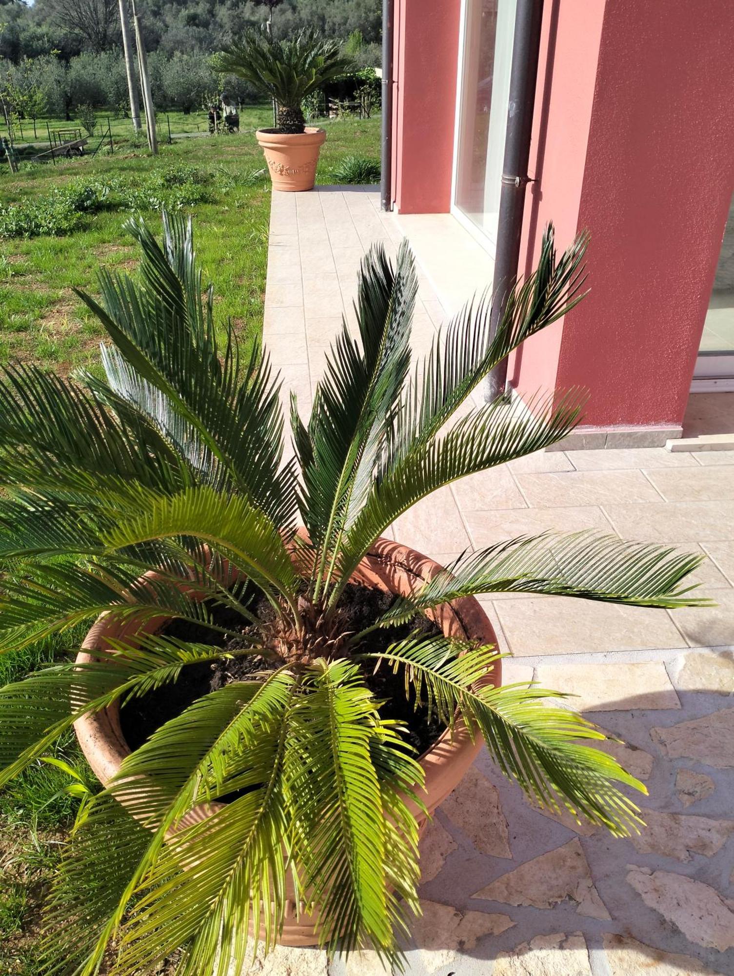Villetta Fedora Immersa Nel Verde تشيزينا المظهر الخارجي الصورة
